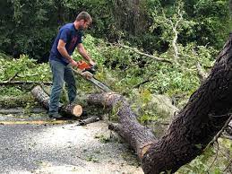 How Our Tree Care Process Works  in  Bloomingdale, IL