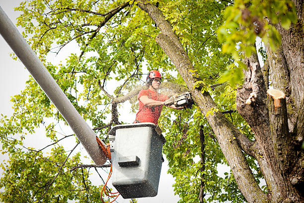 Reliable Bloomingdale, IL Tree Services Solutions